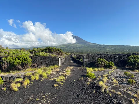 Pico