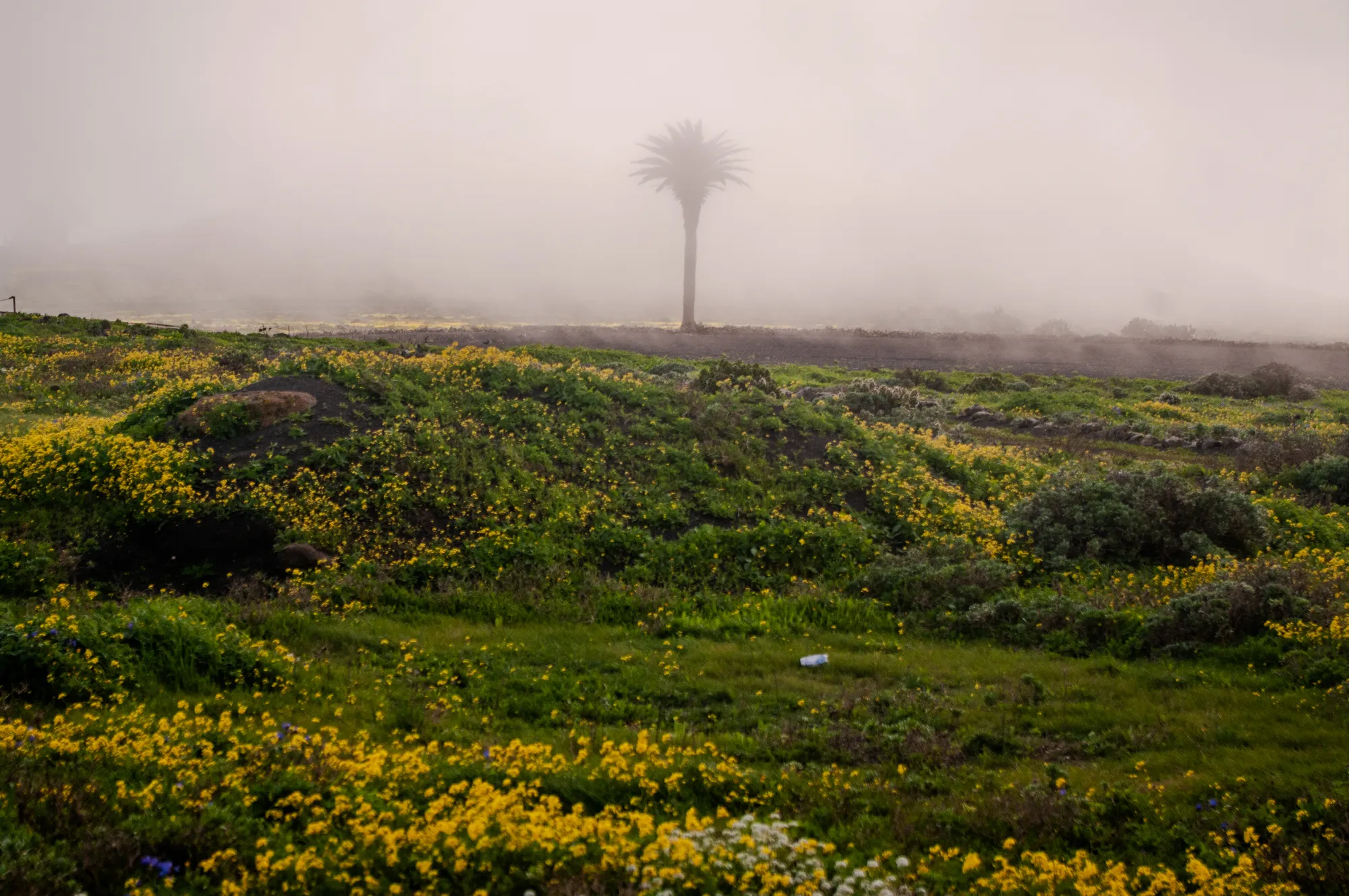 Lanzarote