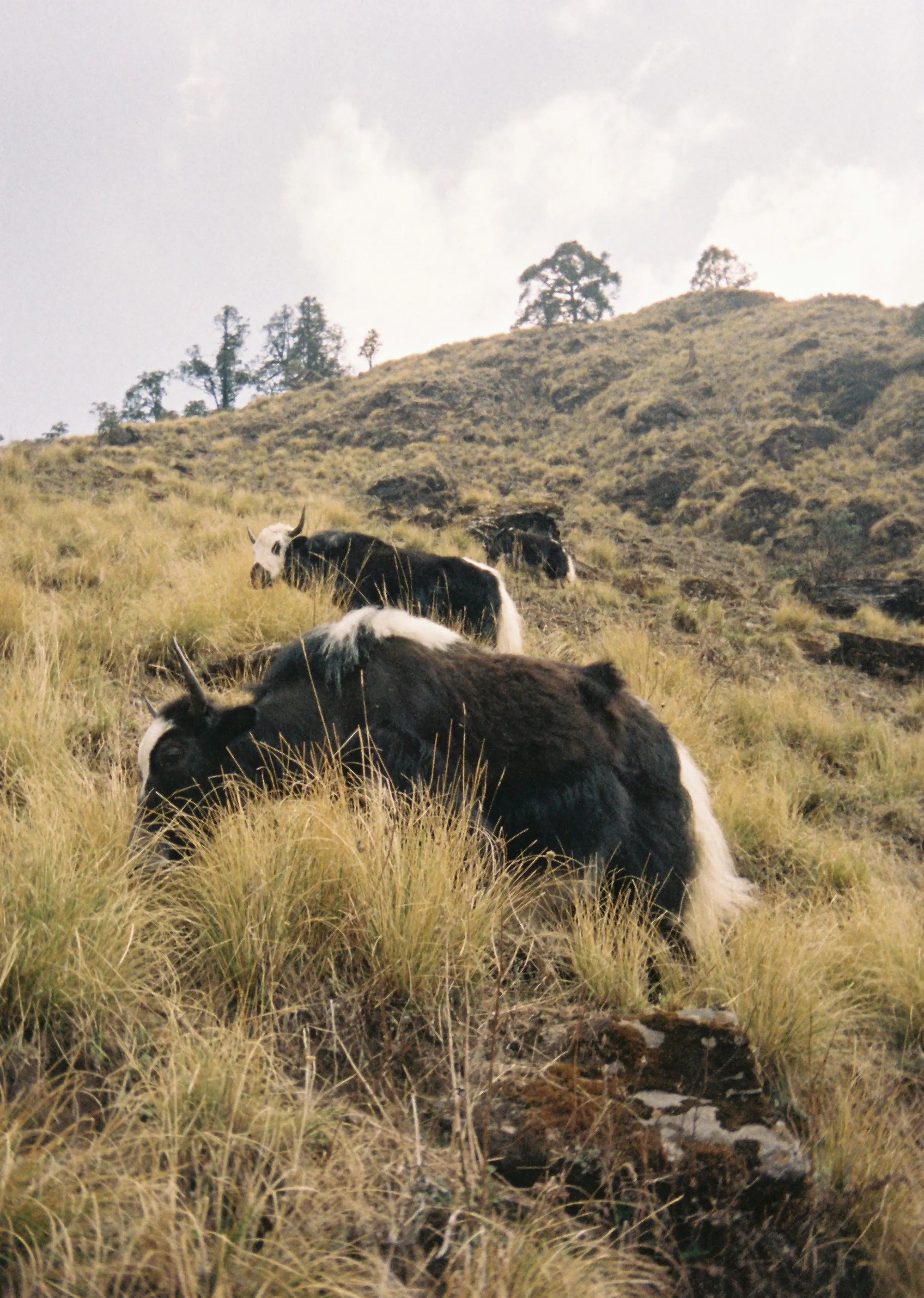 Nepal